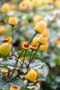 Fresh flowering para cress plant, Spilanthes oleracea, soft focus