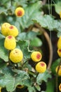 Fresh flowering para cress plant, Spilanthes oleracea