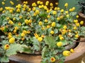 Fresh flowering para cress plant, Spilanthes oleracea