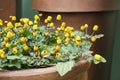 Fresh flowering para cress plant, Spilanthes oleracea