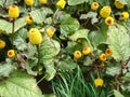 Fresh flowering para cress plant, Spilanthes oleracea