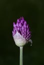Fresh flowering plant in purple