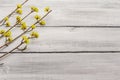 Fresh flowering sprigs of dogwood on wooden boards background. Springtime mood concept, card template, wallpaper, backdrop