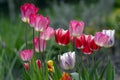 Fresh flowering tulips in springtime garden, beautiful early tulipa gesneriana flowers in bloom, various colors, flowers bunch