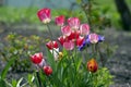 Fresh flowering tulips in springtime garden, beautiful early tulipa gesneriana flowers in bloom, various colors, flowers bunch