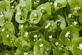 Fresh flowering winter purslane plants close up Royalty Free Stock Photo