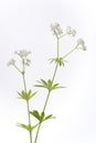 Fresh Flowering Woodruff With Leaves On White Bac