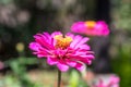 Fresh flowers background outdoors in the park of Bali island, Indonesia. Nature floral background. Royalty Free Stock Photo