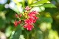 Fresh flowers background outdoors in the park of Bali island, Indonesia. Nature floral background. Royalty Free Stock Photo