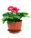 Fresh flowers in a brown pot gerbera