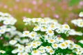 Fresh flowers of chamomiles in the garden at sunset. Chamomile. Royalty Free Stock Photo