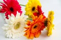 Flowers colorful gerberas on a white table