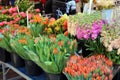 Fresh flowers at farmer market in France, Europe. Italian Spanish and French flowers. Street French market at Nice. Royalty Free Stock Photo