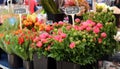 Fresh flowers at farmer market in France, Europe. Italian Spanish and French flowers. Street French market at Nice. Royalty Free Stock Photo