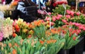 Fresh flowers at farmer market in France, Europe. Italian Spanish and French flowers. Street French market at Nice. Royalty Free Stock Photo