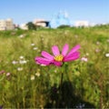 Fresh flowers in full bloom in spring