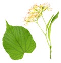 Fresh flowers and green leaf of linden isolated on white background, top view. Lime-tree Royalty Free Stock Photo