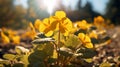 Immaculate Perfectionism: Vibrant Yellow Flowers Basking In Sunrays