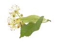 Fresh flowers and leaf of linden isolated on white background Royalty Free Stock Photo