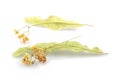 Fresh flowers and leaves of linden. herbal medicine, Cup of healthy linden tea. Dried linden flowers Royalty Free Stock Photo