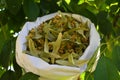 Fresh flowers and leaves of linden.Dried linden flowers