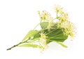 Fresh flowers and leaves of linden isolated on white background Royalty Free Stock Photo