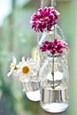 Fresh flowers in little bottles Royalty Free Stock Photo