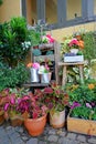 Fresh flowers and plants in the spring. Many Flowerpots With Blooming Plants with vintage background