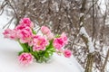 Fresh flowers in the snow Royalty Free Stock Photo