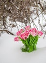 Fresh flowers in the snow Royalty Free Stock Photo