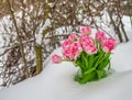 Fresh flowers in the snow Royalty Free Stock Photo