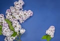 Fresh fluffy lilac branches on a blue background space for text Royalty Free Stock Photo