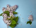 Fresh fluffy lilac branches on a blue background space for text Royalty Free Stock Photo