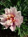 Fresh Fluffy Pink Peony Flowers Royalty Free Stock Photo