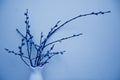 Fresh fluffy willow twigs in vase, tinted photo in classic blue. Beautiful home decor in spring, copy space