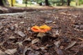 Fresh Fly Agaric mushroom with two yellow leafs on top