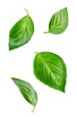 Fresh Flying Basil leaves