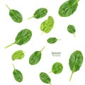 Fresh flying spinach leaves on a white background. Healthy food concept. Creative layout. Selective focus. Collage. Royalty Free Stock Photo