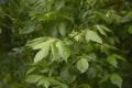 Fresh foliage of Acer negundo tree Royalty Free Stock Photo