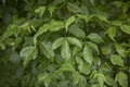 Fresh foliage of Acer negundo tree