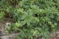 Alchemilla alpina close up