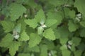 Chenopodium album plant close up