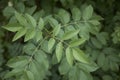 Fresh foliage of Fraxinus ornus tree Royalty Free Stock Photo