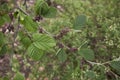 Hamamelis virginiana shrub