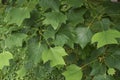 Fresh foliage of liriodendron tulipifera