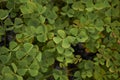 Fresh foliage of Marsilea quadrifolia