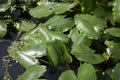 Green leaves of Nuphar advena Royalty Free Stock Photo