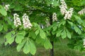 Fresh foliage and panicles of white flowers of horse chestnut tree