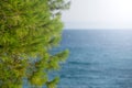 Fresh foliage of pine cone tree and clear blue sky and sea water in background Royalty Free Stock Photo