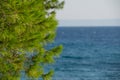 Fresh foliage of pine cone tree and clear blue sky and sea water in background Royalty Free Stock Photo